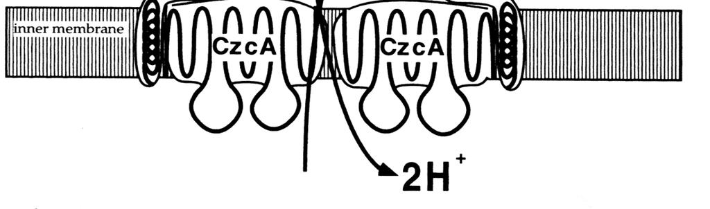 eutrophus CH34: pmol30 (AE128)