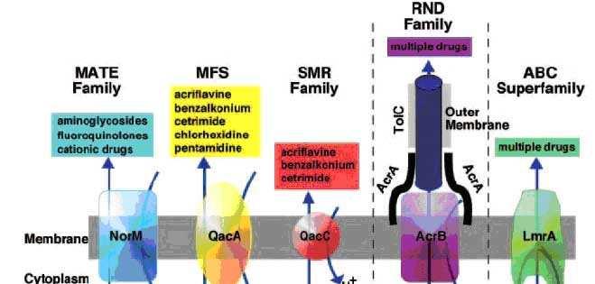 MFS: Major Facilitator Superfamily ABC: ATP Binding