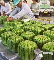 TEXTO 2 A G O R A E M N O V A E M B A L A G E M Há 20 anos, um agricultor japonês da cidade de Zentsuji teve uma ideia inusitada: produzir melancias quadradas para fazê-las caber nos refrigeradores.