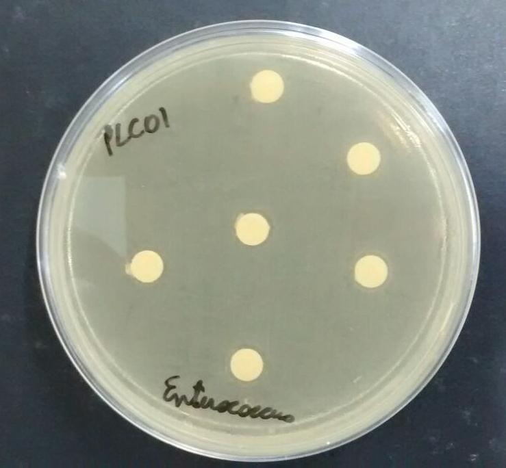 Placa de Ágar Müeller Hinton inoculada com Enterococcus faecalis