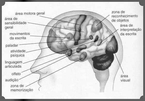 Lesão Medular ou Trauma Raqui-medular Sistema Nervoso Periférico Constituído de nervos e gânglios - Nervos: feixes de