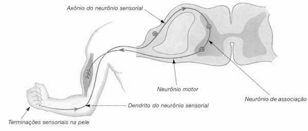 Noradrenalina SNP Parassimpático Raquidianos e Cranianos