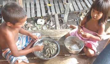 O camarão regional-da-amazônia no estado do Amapá - PDF Download ...