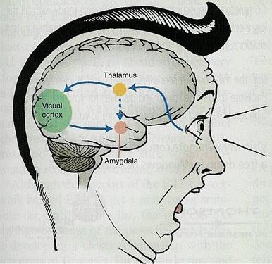 sensitivos (exceto a via olfatória).