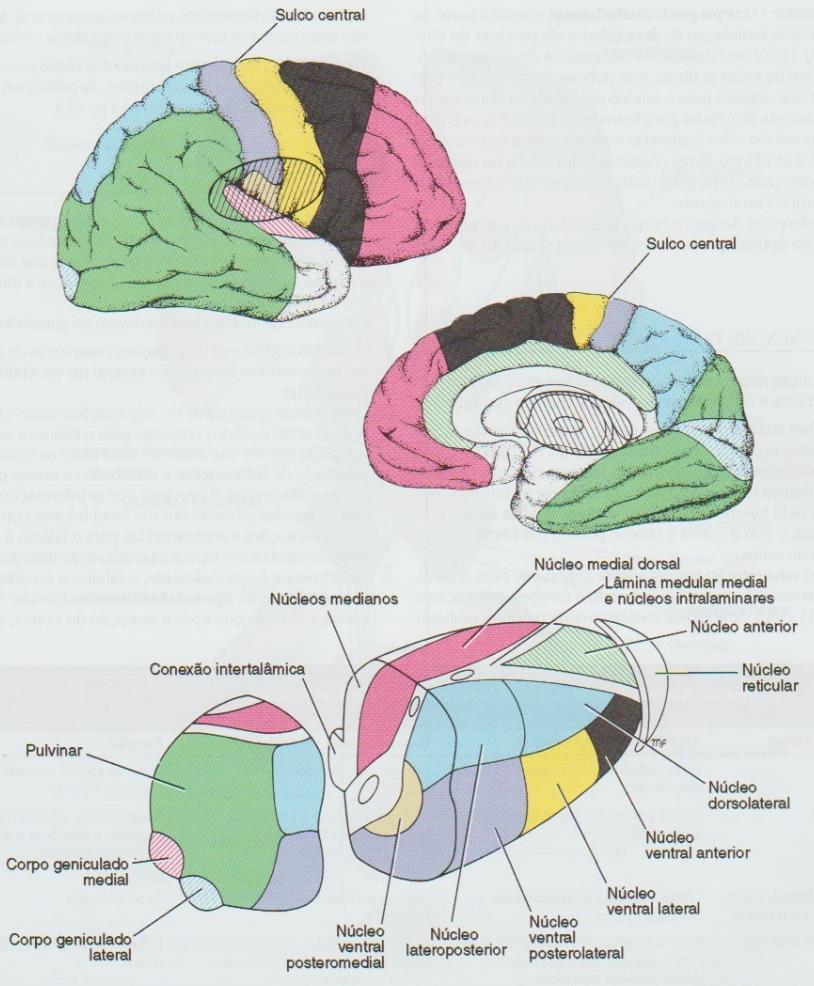 Os núcleos talâmicos também podem ser categorizados através de uma divisão funcional geral em: Núcleos inespecíficos: com projeção difusa para o córtex cerebral