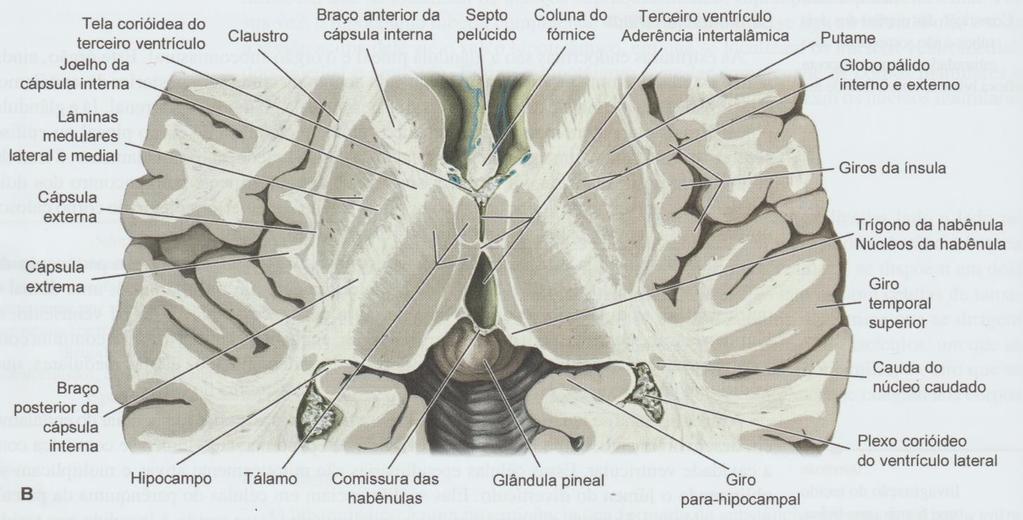 límbico) centro de integração de vias aferentes olfatórias, viscerais e