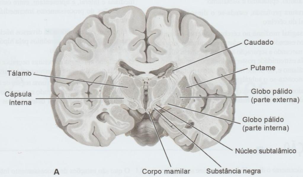 Localiza-se inferiormente ao tálamo (zona de transição entre o tálamo e o tegmento mesencefálico) - abaixo do tálamo, entre hipotálamo e cápsula interna. Sua estrutura é extremamente complexa.