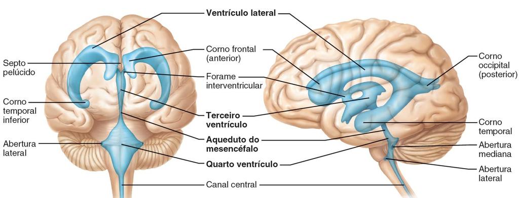 DIENCÉFALO A cavidade do sistema ventricular relacionada com o diencéfalo é o terceiro ventrículo. O terceiro ventrículo tem conformação em fenda, e está disposto entre as duas metades do diencéfalo.