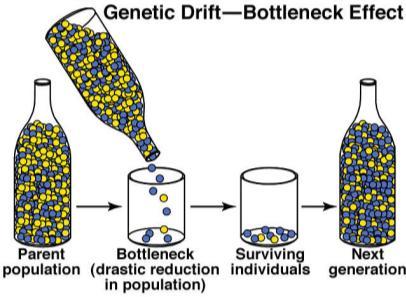 Efeito gargalo de garrafa Uma população que esta estabelecida em uma área pode variar em tamanho passando por um gargalo de garrafa Efeito gargalo de garrafa apenas uns poucos indivíduos sobrevivem,
