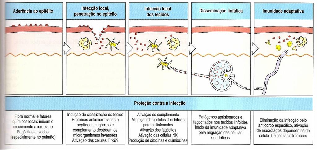 e direcionar a resposta imune - citocinas Ativação do Linfócito T auxiliar De acordo com o Ag e a genética do