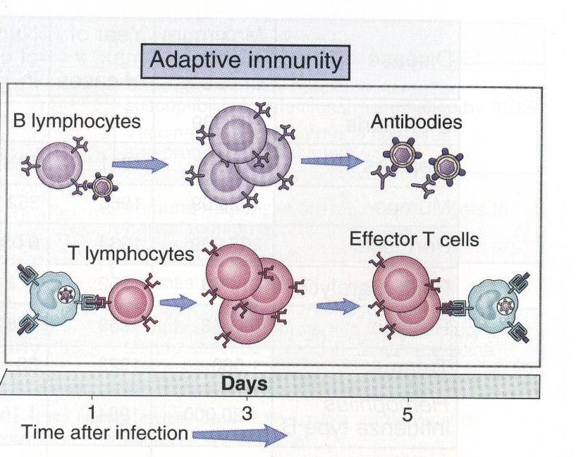 Resposta imune humoral Linfócitos T CD4 ativam linfócitos B Formação de Anticorpos Anticorpos possuem efetividade no combate aos agentes infecciosos Participação do sistema complemento e proteínas de