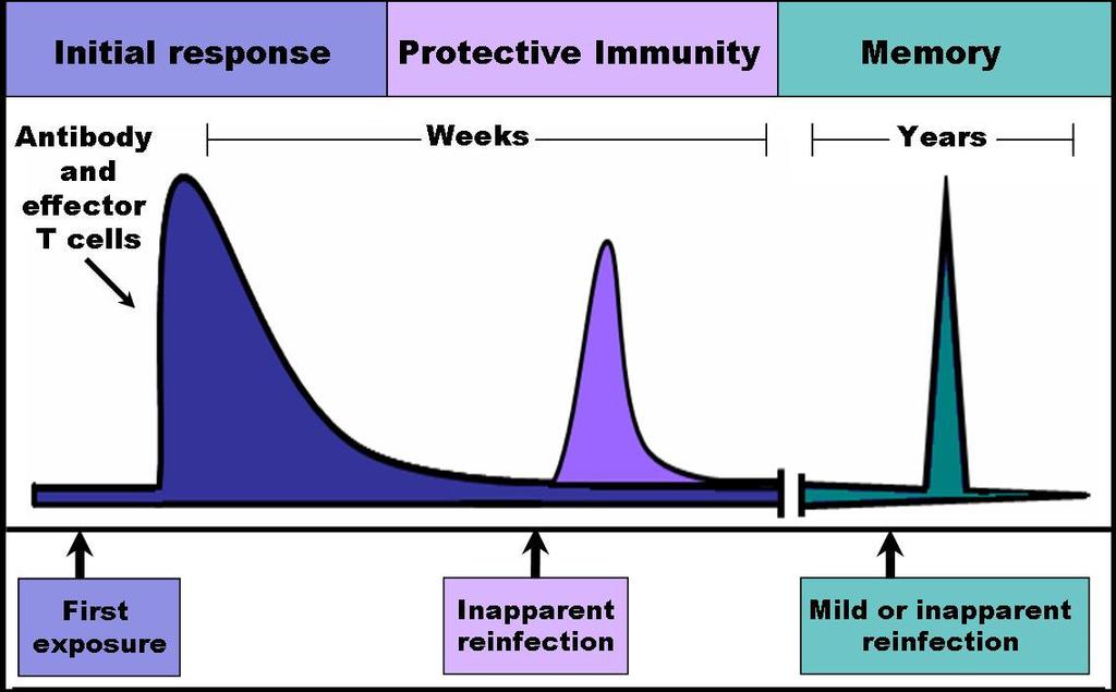 Memória Imunológica Os linfócitos de memória são responsáveis pela resposta imunitária secundária, mais rápida, de maior intensidade e de duração mais longa, O antígeno específico é reconhecido e há