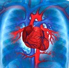 Efectuar o estudo anatómico do coração de um mamífero: a. Observar os diferentes órgãos do sistema cardio-respiratório e comparar as suas posições relativas; b.