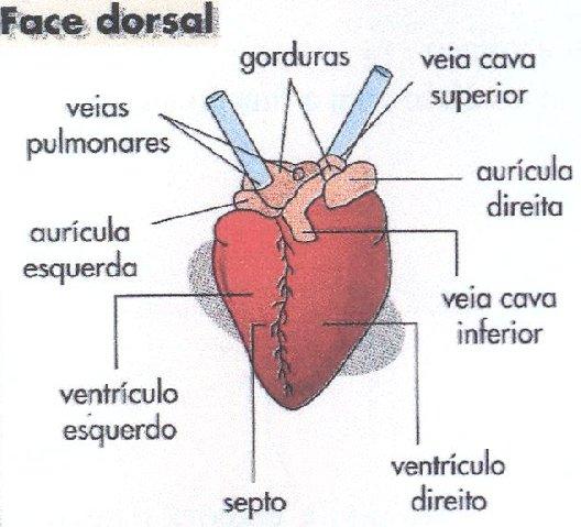 1.Estudo anatómico do sistema cardio-respiratório 1.1.1. Observar os órgãos do sistema cardio-respiratório procurando identificar a posição relativa e as características estruturais dos diferentes órgãos.