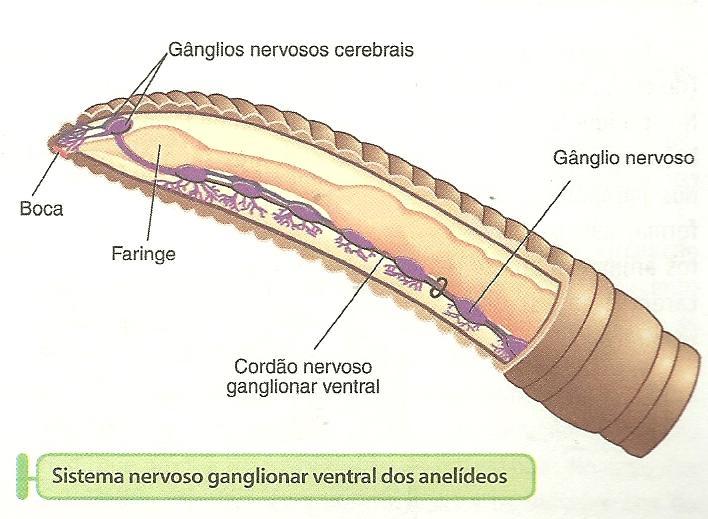 Sistema nervoso Reprodução - Ganglionar (dois