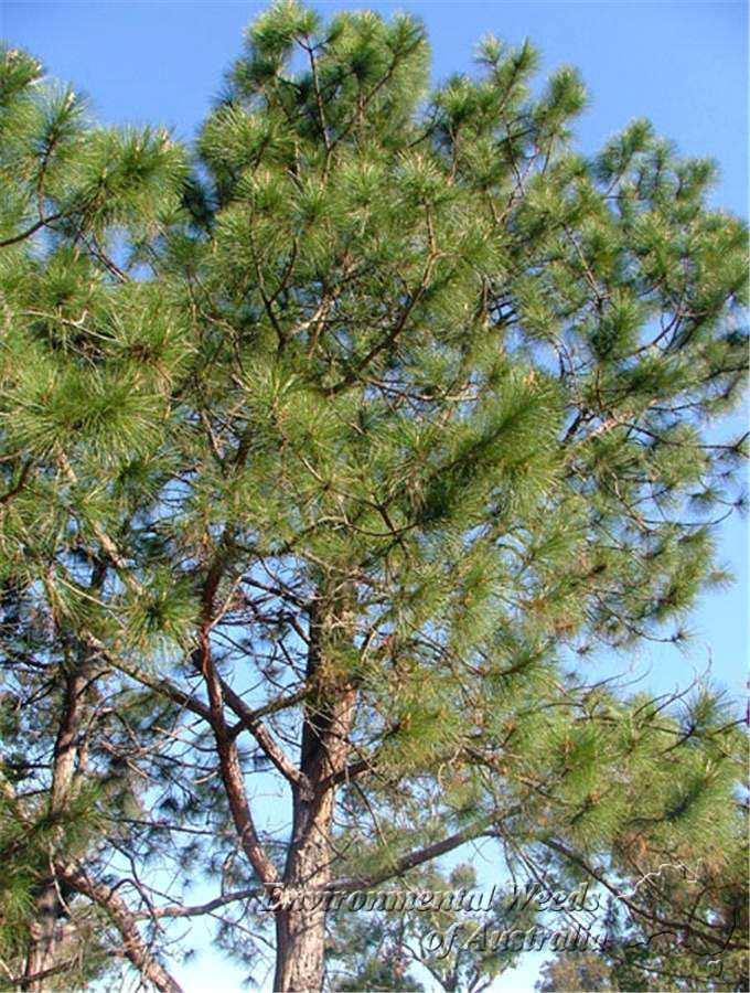 Introdução 4 Espécies gênero Pinus 2012 ocupavam 1,6 milhões de hectares, ou seja, 23,4% da área total de florestas