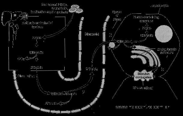 METABOLISMO DA BILIRRUBINA EXCREÇÃO DA