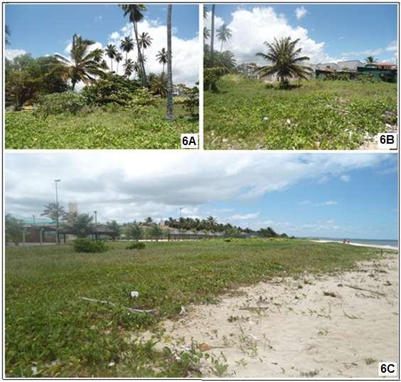 desmatada, ocupada por coqueiros e existem pequenos resquícios de vegetação de restinga. Fonte: Os Autores.