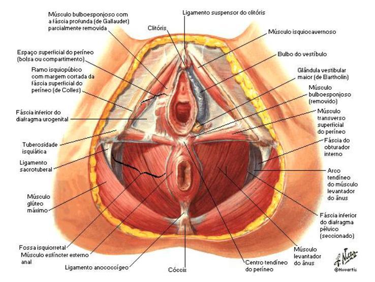 18 pélvicas, sendo que estas suportam as pressões exercidas pelo acréscimo da pressão abdominal.