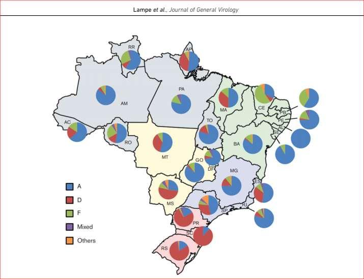 Distribuição dos genótipos do HBV no Brasil Seven HBV genotypes were found circulating in Brazil. Overall, A was the most prevalent, identified in 589 (58.