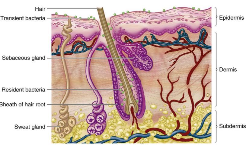 Microbiota Mandell, Douglas and Bennett s