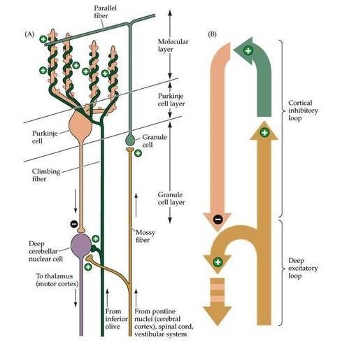 Circuitos Internos do Cerebelo Fibras trepadeiras e musgosas são aferências excitatórias dos núcleos profundos (circuito cerebelar primário) e das células de Purkinje.