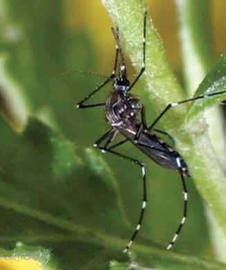Aedes albopictus Aedes aegypti Produção e Tratamento de Imagem O Serviço consolidou projetos de desenvolvimento de audiovisuais na área biomédica, com aquisição de imagens dinâmicas e estáticas do