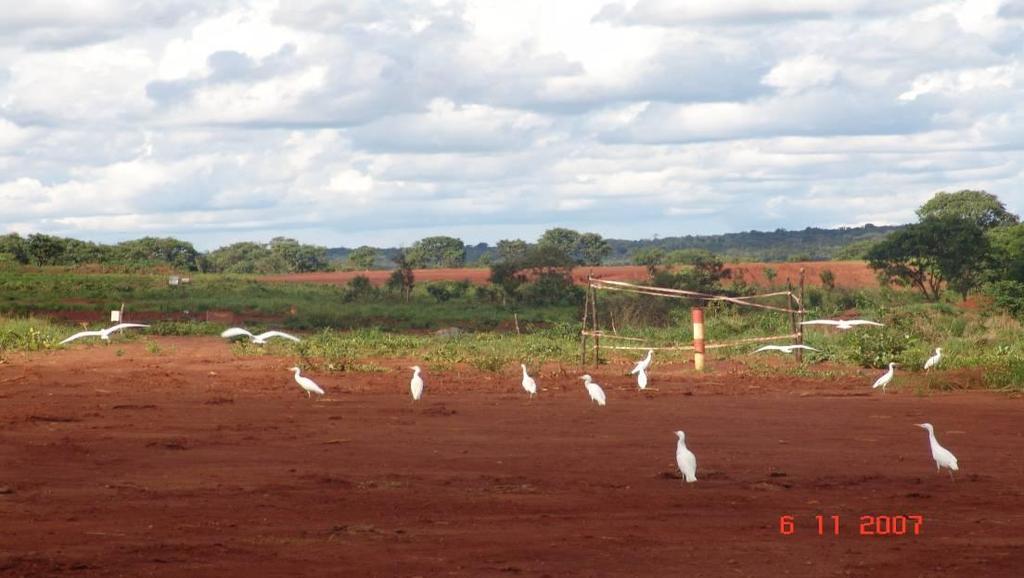 ELIMINAÇÃO DA VEGETAÇÃO: