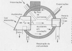 Fluxo de energia no