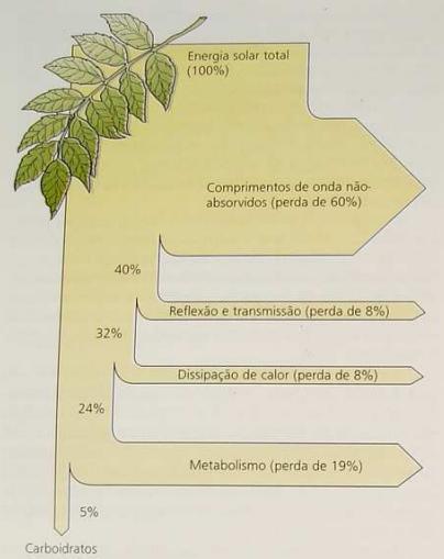 Apenas 5% da luz é