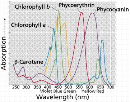 Absorção Espectros de absorção dos diferentes pigmentos Clorofila b Ficoeritrina Ficocianina Clorofila a - Caroteno