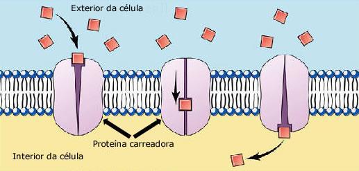 proteínas transportadoras que