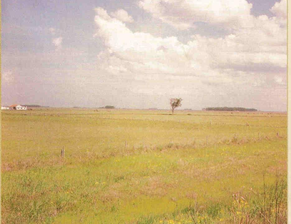 CAMPOS(RS) Nas planícies do sul do Brasil e em