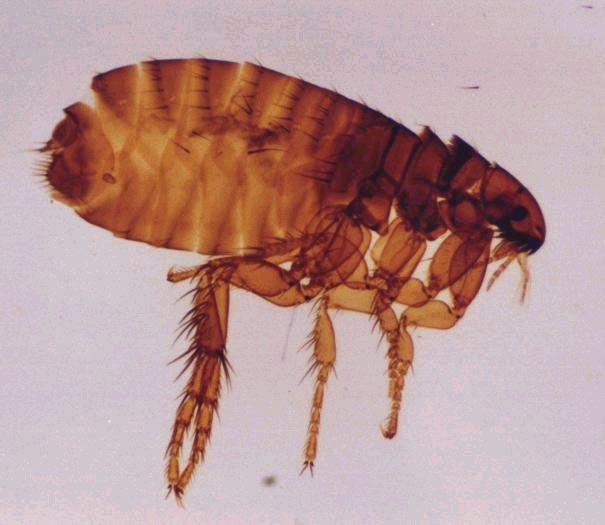 38 Figura 9. Larva de Cochliomyia hominivorax retirada dos animais com miíase.