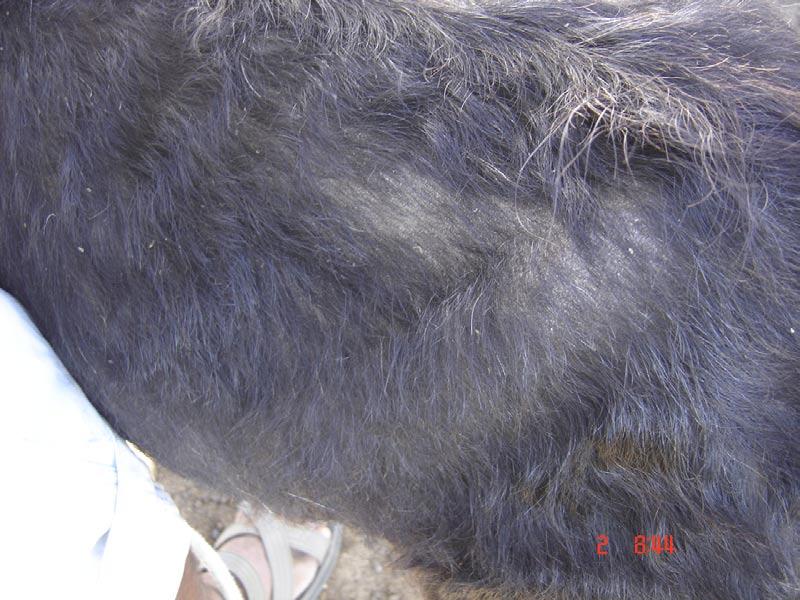 47 Em relação às sintomatologias clínicas, naqueles que apresentavam piolho mastigador foi observado um prurido ocasional, pêlos sem brilho, grossos e quebradiços, com áreas de alopecia (Fig.
