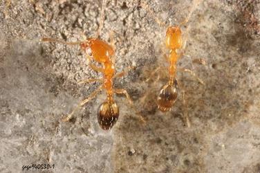 As formigas se reproduzem e se espalham com muita