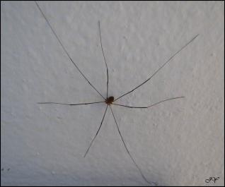 Ÿ Aranha de jardim Lycosa sp: É a menos perigosa das aranhas tem cor marrom acinzentado