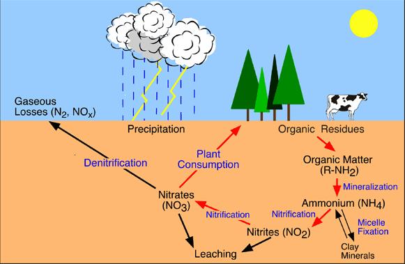 Ciclos de Renovação da natureza Ciclo do oxigénio Ciclo da água Ciclo do Fósforo Ciclo