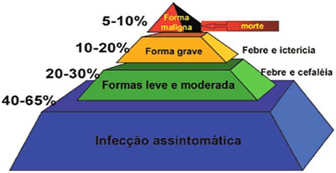 Tropical 36:275-293, mar-abr, 2003