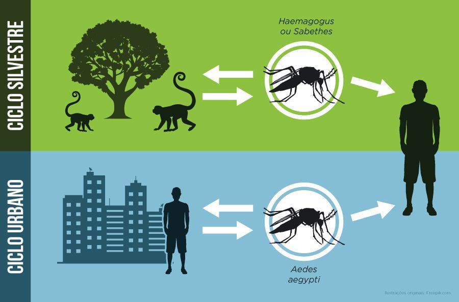 FEBRE AMARELA - ciclos A febre amarela silvestre e a febre amarela urbana são causadas pelo