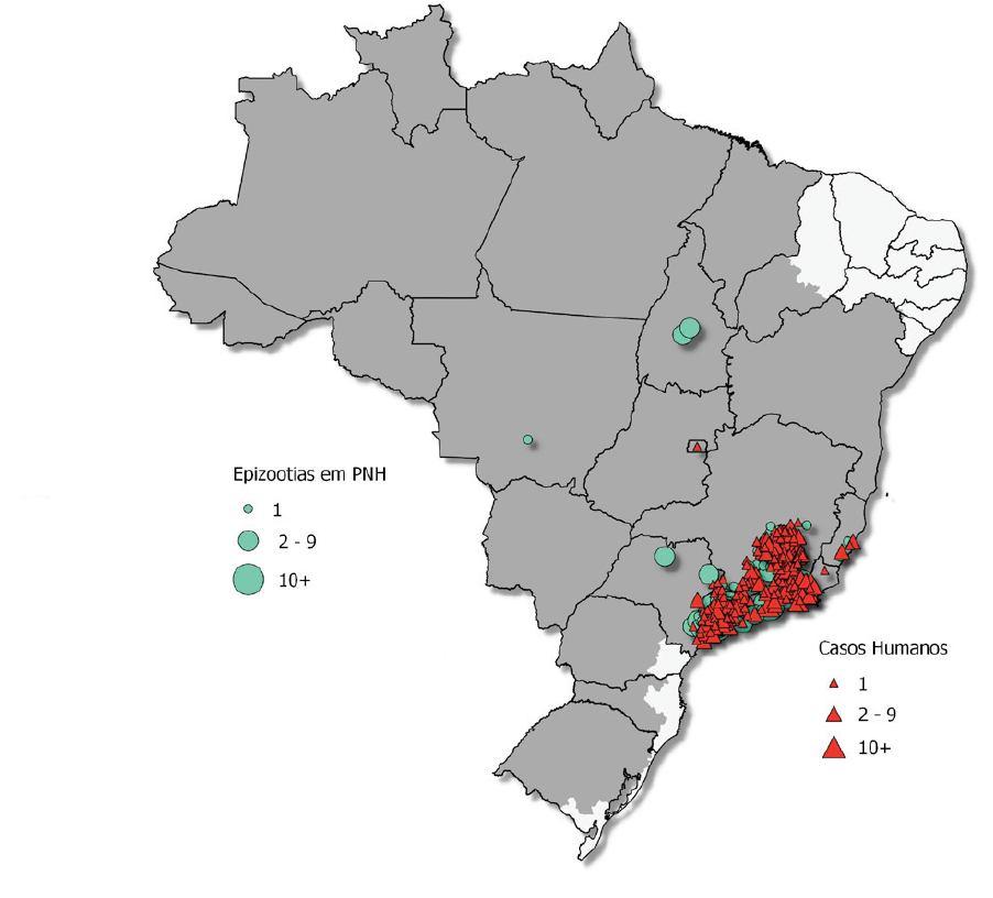 2018 FEBRE AMARELA BRASIL 752 EPIZOOTIAS 1.266 CASOS HUMANOS http://portalms.saude.gov.