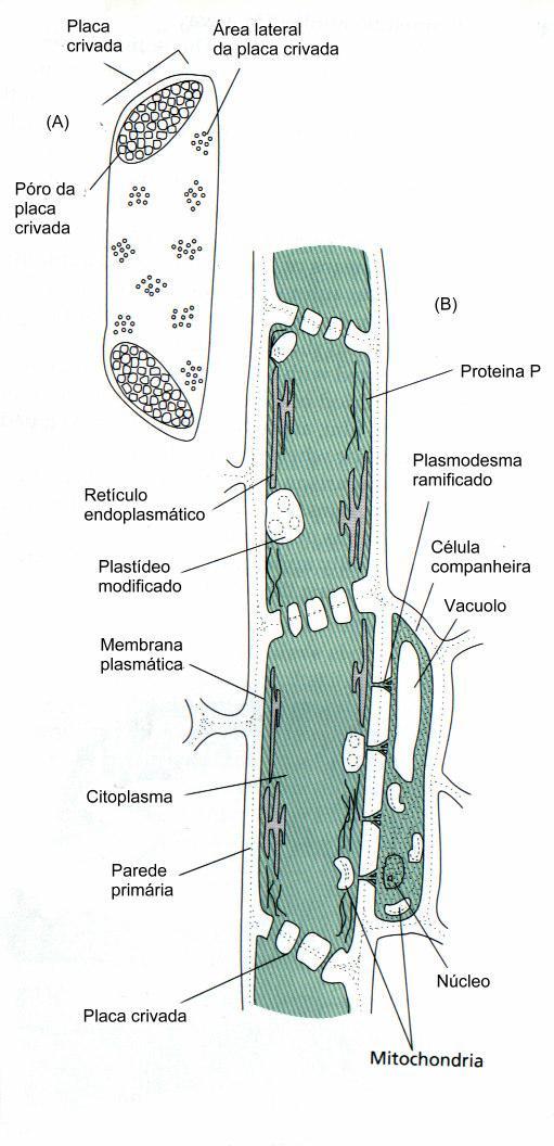 Os elementos crivados (A) são células desprovidas de núcleo, especializadas para o transporte dos fotossintatos produzidos pela fotossíntese.