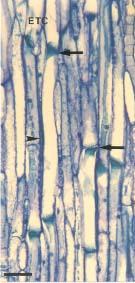 Figuras 6.3 e 6.4 - Seções longitudinais tangenciais do floema de Banisteriopsis oxyclada. (Malpighiaceae). 6.3 - Elementos de tubo crivado (ETC) com placas crivadas transversais a levemente inclinadas (setas).