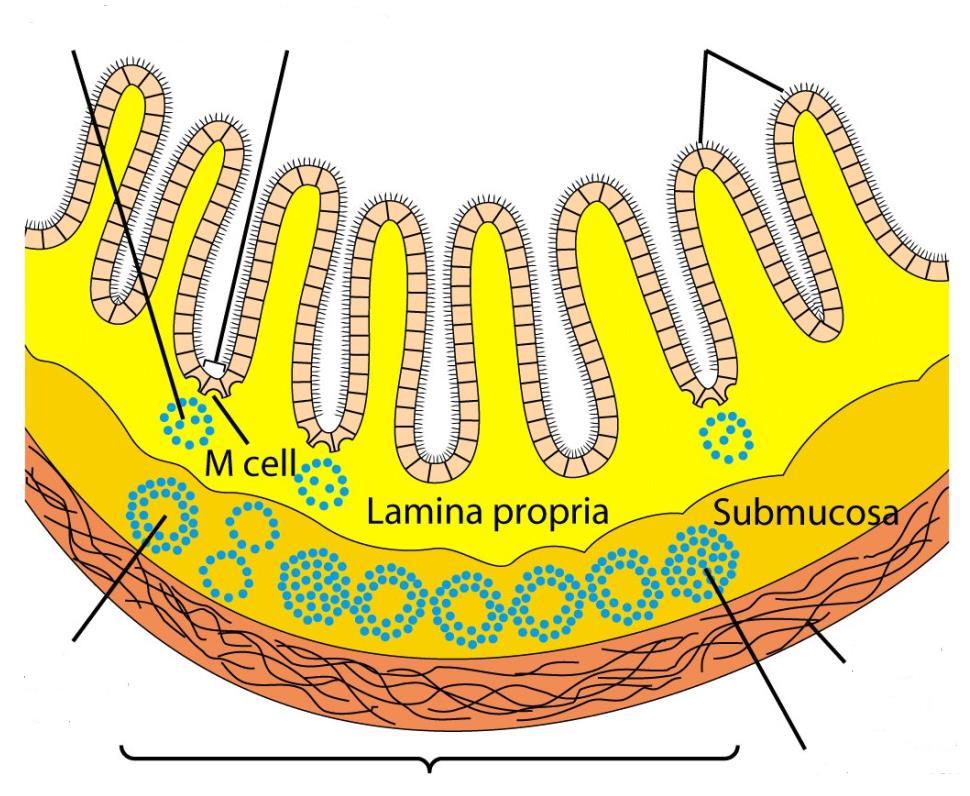 Folículo linfóide Sítio de indução Luz intestinal Vilosidades Célula M