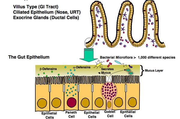 Células Epiteliais da Mucosa Intestinal que atuam na Defesa do Hospedeiro Vilosidades intestinais O epitélio do intestino Camada de muco Células epiteliais Célula de Paneth Células epiteliais Célula