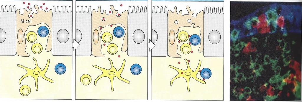 Internalização e transporte de antígenos por células M (domo da placa de Peyer) Células M endocitam o antígeno O antígeno cruza a célula M em vesículas e é liberado na superfície basal O antígeno é