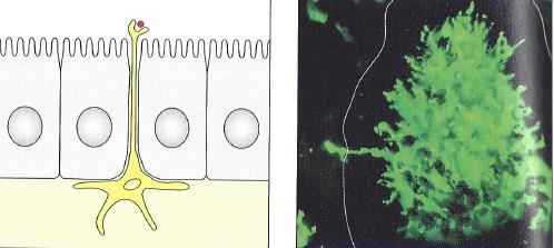 Captura de antígeno da luz intestinal pela célula dendrítica Célula dendrítica da lâmina própria lança prolongamento entre as células epiteliais do domo da placa de Peyer e captura antígeno da