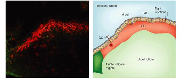 Células dendríticas no tecido linfóide associado ao intestino, placa de Peyer Luz intestinal Células dendríticas Luz intestinal Juncões ocludentes Domo subepitelial Região interfolicular,