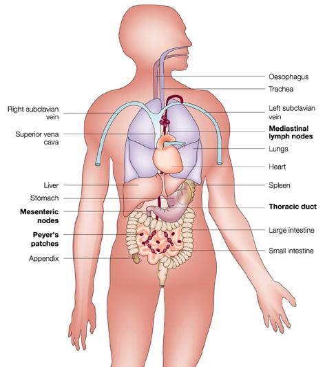 Superfícies mucosas: porta de entrada de antígenos Inalados trato respiratório Ingeridos trato gastrointestinal Delimitam os sistemas digestivo, respiratório e urogenital Superfície total : 400 m
