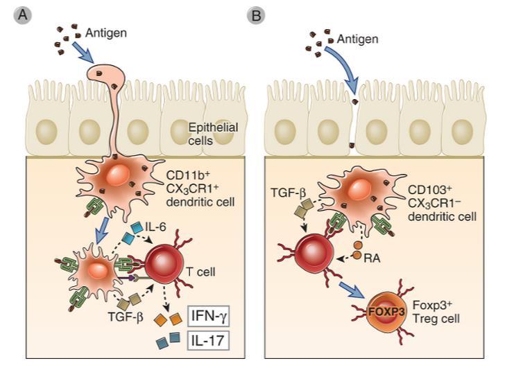 Ativação de células T por diferentes sub-populações de Células Dendríticas na Mucosa Intestinal Células dendríticas que expressam CD11b + Células dendríticas que expressam CD103 + Indução